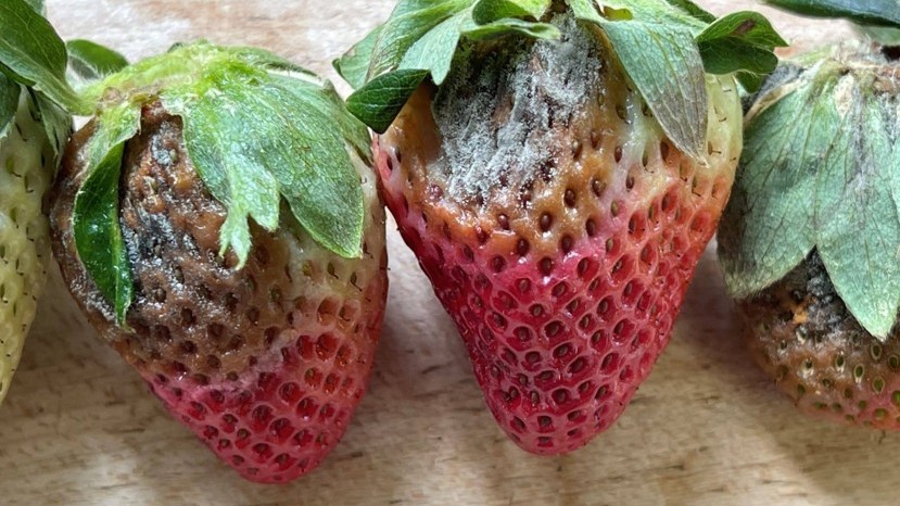 bea 2602 fresa punica.jpg